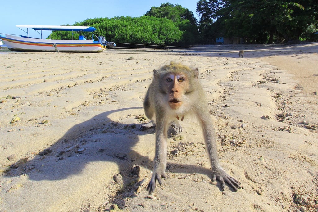 Monkeys In Indonesia Use Stones As Sex Toys Study Suggests In New Example Of Creative Tool Use