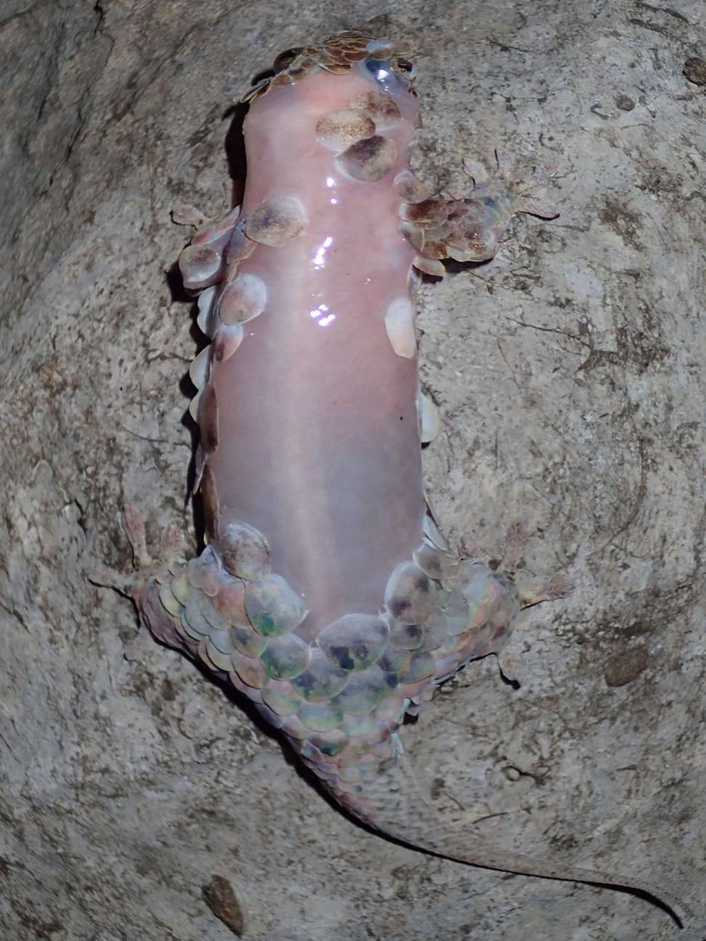A specimen of Geckolepis megalepis, a newly-discovered gecko, photographed after having shed its skin and scales. Photo: AFP
