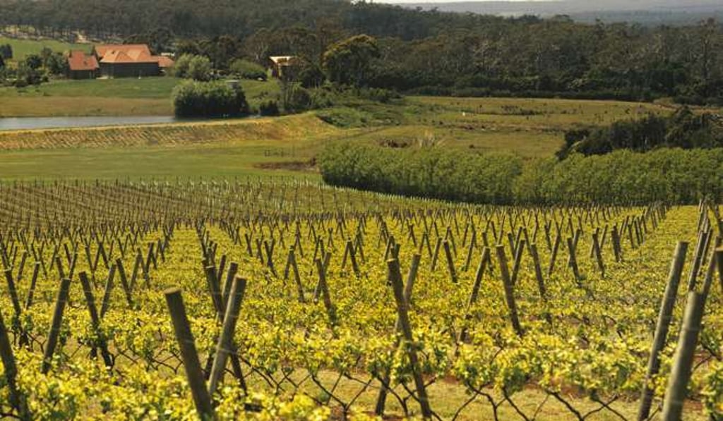 A vineyard in Tasmania, Australia. In part due to its growing middle class, China is now Australia’s top wine importer. Photo: Corbis