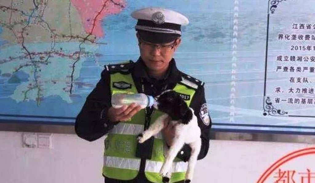 A traffic police officer tends to one his new duties: feeding the lamb. Photo: Handout A traffic police officer tends to one his new duties: feeding the lamb. Photo: Handout