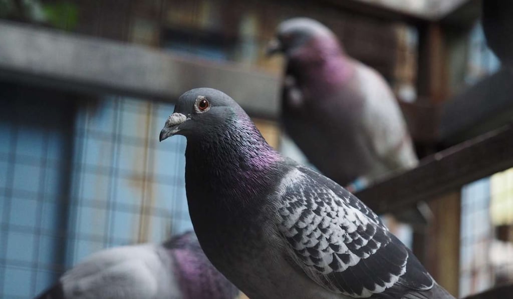 Pigeons stand in a cage in Taipei, Taiwan. Photo: EPA Pigeons stand in a cage in Taipei, Taiwan. Photo: EPA