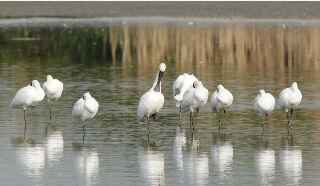 A flock of black-faced spoonbills rest at the Mai Po nature reserve in Hong Kong. Photo: May Tse