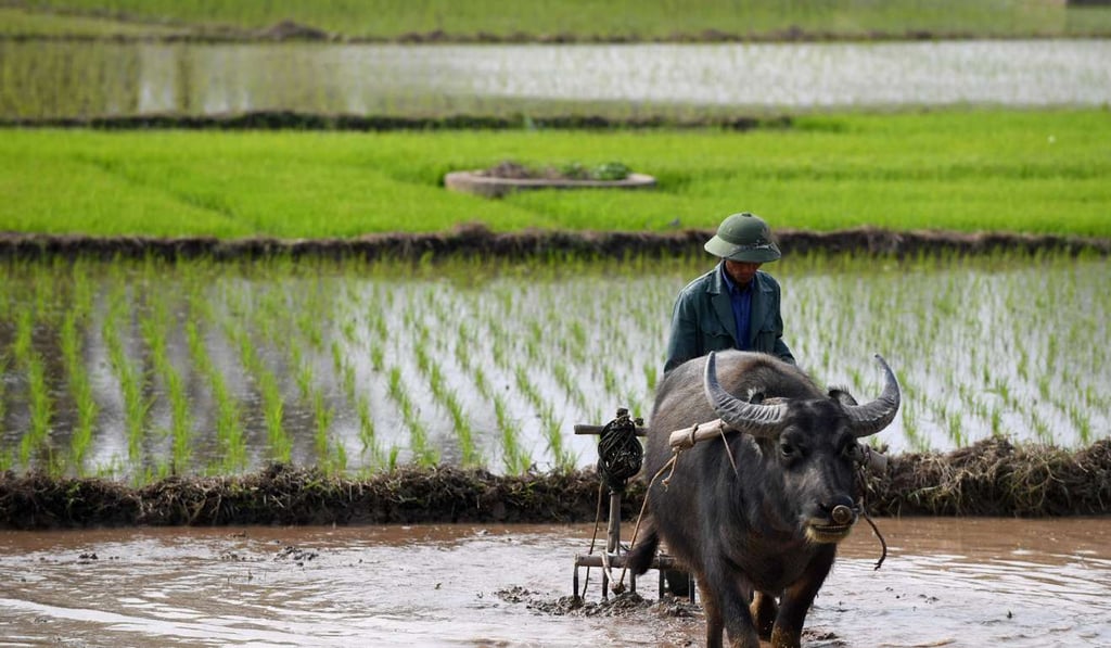 A farmer uses a water buffalo to prepare his plot of land for the transplanting of rice in a paddy field on the outskirts of Hanoi. Photo: AFP