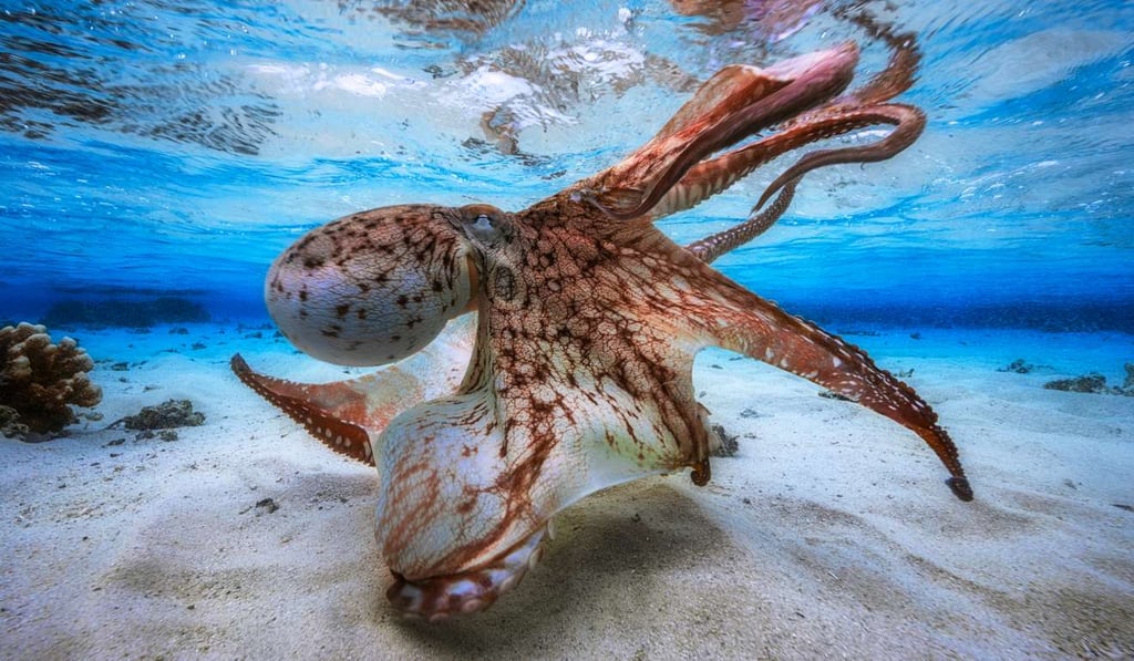 This image taken by France’s Gabriel Barathieu, which won the Underwater Photographer of the Year 2017, shows that the octopus means business as it hunts in a shallow lagoon. Photo: Gabriel Barathieu/UPY 2017