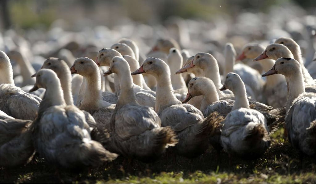 A file photo taken on August 31, 2016 shows ducks in a farm in Caupenne, southwestern France. Photo: AFP