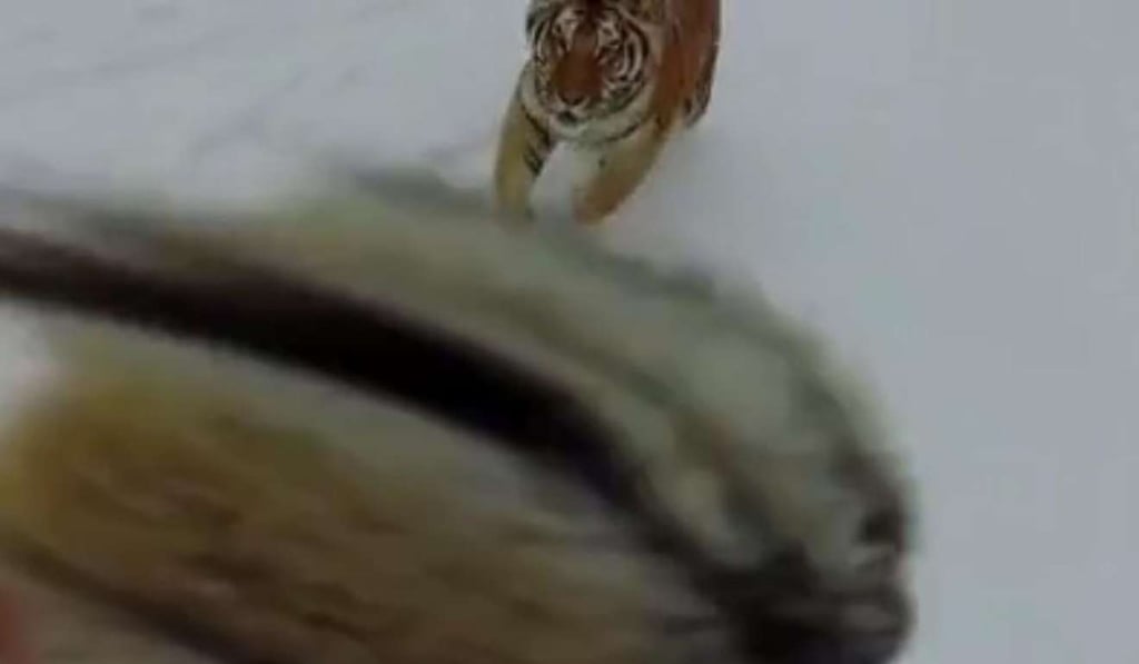 The moment a tiger struck the drone to the ground. Photo: Sina.com.cn The moment a tiger struck the drone to the ground. Photo: Sina.com.cn