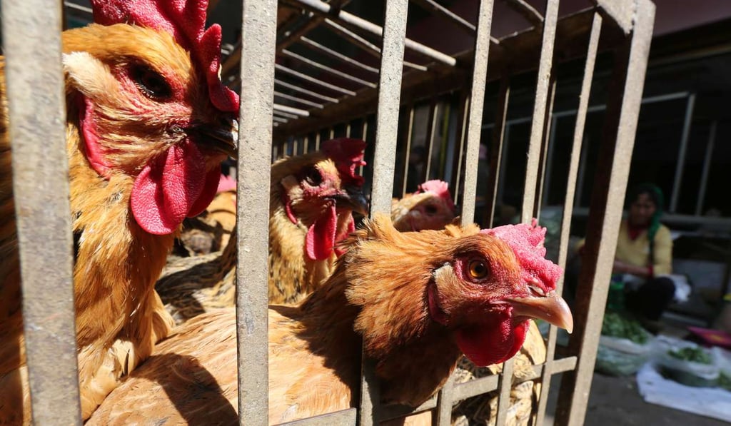 Chickens on sale in Kunming, Yunnan province, before lives sales were stopped. Photo: Reuters