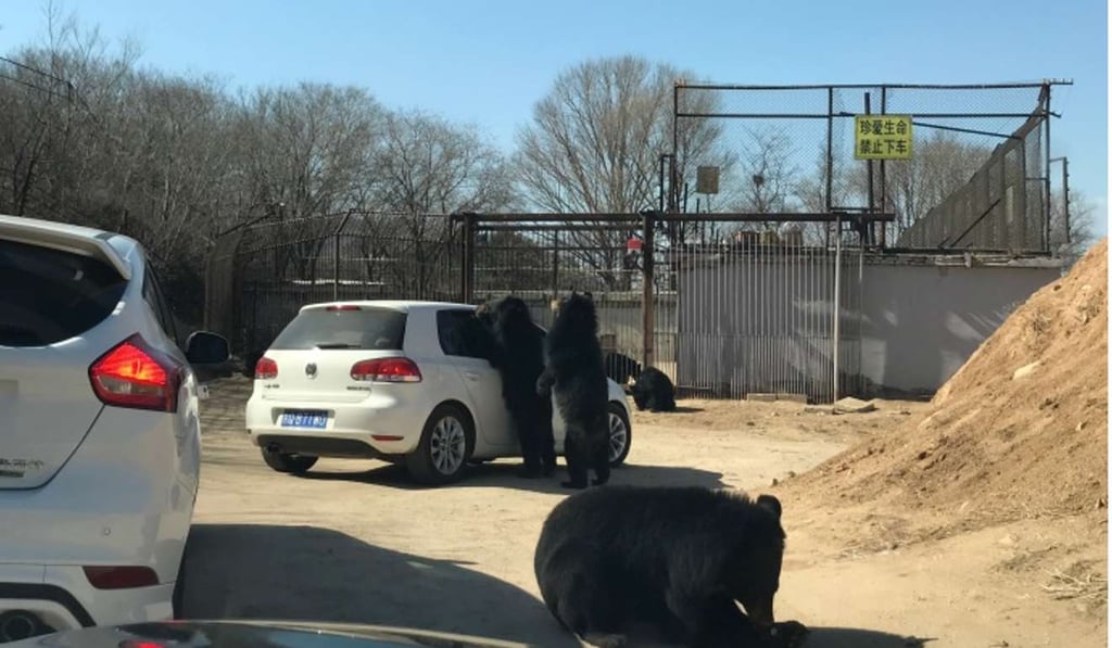 Two bears stand on their hind legs next the car. Photo: Handout