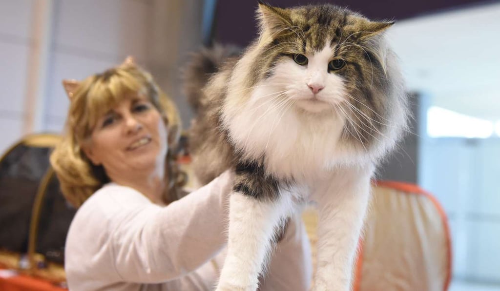 A cat and its ownerat the Portuguese Pet Show in Lisbon, Portugal, on February 5. Photo: Xinhua A cat and its ownerat the Portuguese Pet Show in Lisbon, Portugal, on February 5. Photo: Xinhua