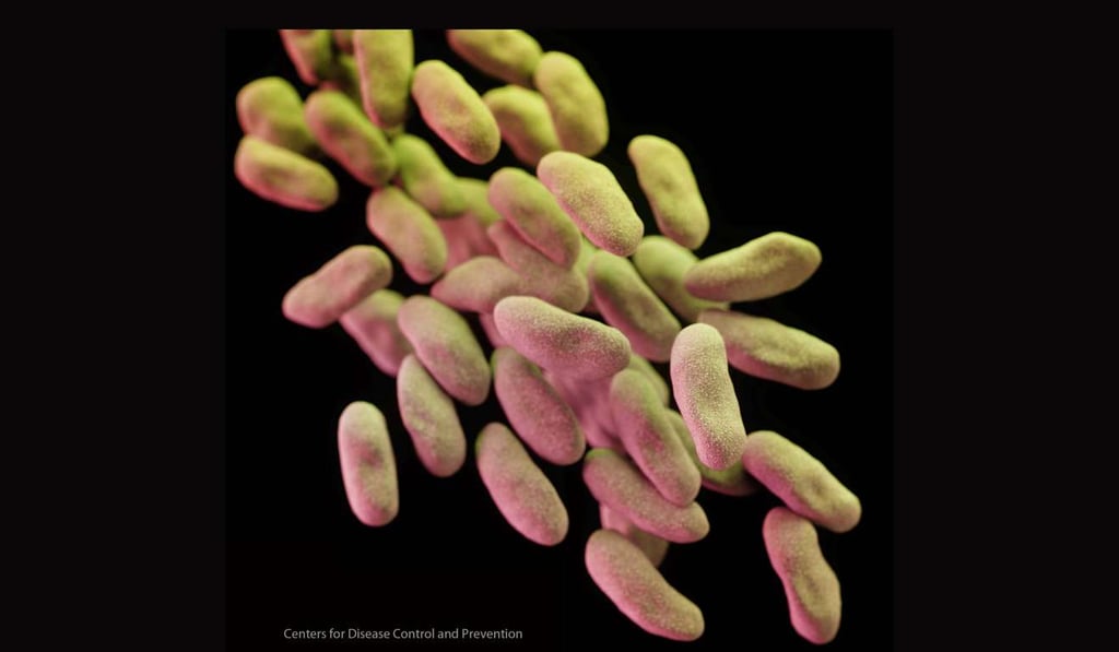 Superbugs that the WHO considers the highest priority are responsible for severe infections and high mortality rates. Photo: Handout