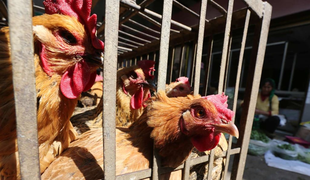 Chickens in a livestock market in Kunming in Yunnan, where authorities ordered a halt to business at the start of March to help stop the spread of bird flu. Photo: Reuters