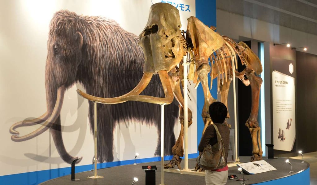 A mammoth skeleton is displayed at an exhibition in Yokohama, Jaoan. Photo: AFP