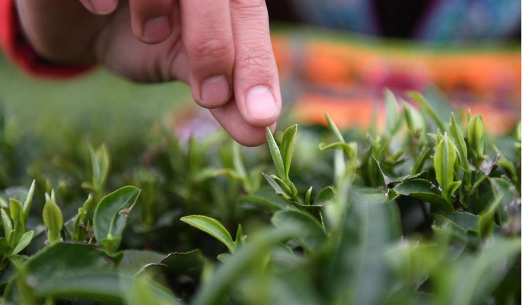 A villager picks tea leaves in China’s Guangxi region. Chinese tea was once associated with the “cause of freedom” in the American Revolution. Photo: Xinhua A villager picks tea leaves in China’s Guangxi region. Chinese tea was once associated with the “cause of freedom” in the American Revolution. Photo: Xinhua
