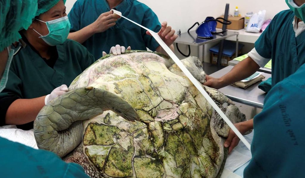 Thai veterinarians at Chulalongkorn University in Bangkok prepare to operate on Omsin on Monday. Photo: Reuters