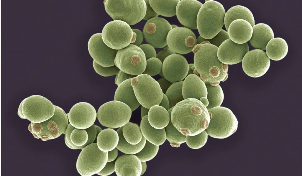 A research team says they can re-engineer yeast cells to help people live longer. Photo: Handout