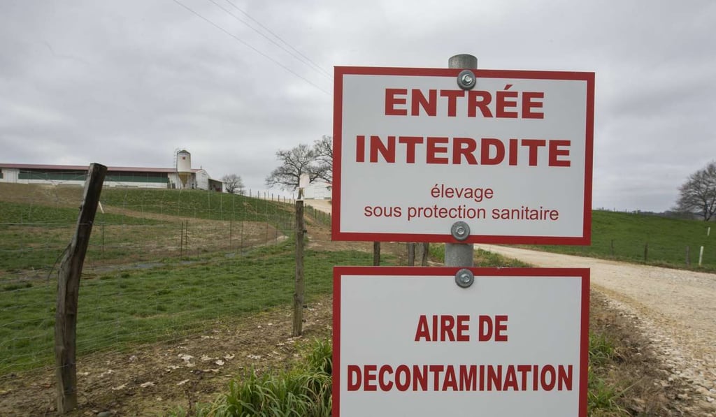 A sign reads 'Access prohibited' at a farm where s ducks are caged before being transported to a slaughterhouse to eradicate the epidemic of avian influenza in Saint-Aubin, France. Photo: EPA A sign reads 'Access prohibited' at a farm where s ducks are caged before being transported to a slaughterhouse to eradicate the epidemic of avian influenza in Saint-Aubin, France. Photo: EPA