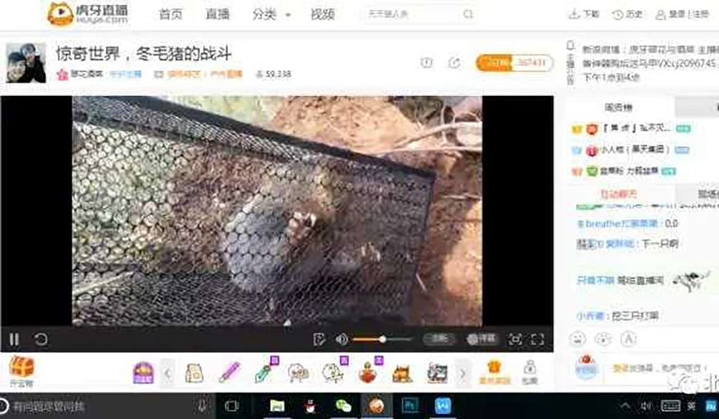 A bamboo rat caught in an illegal trap. Photo: Handout