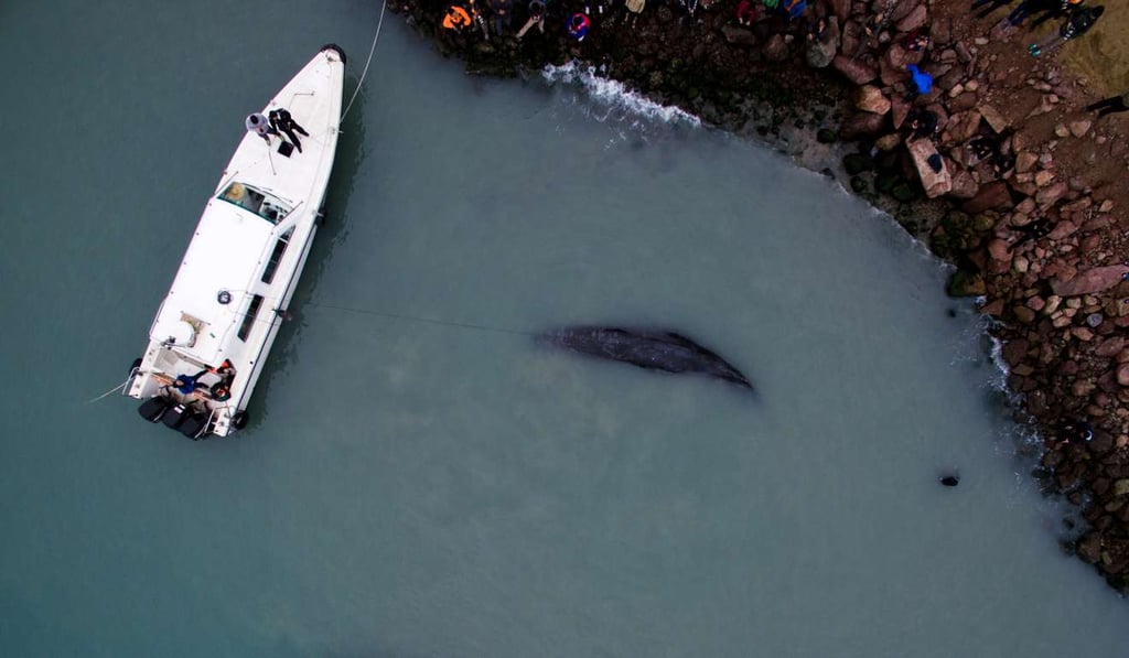 Results of the auditory tests are monitored on a nearby vessel. Photo: Xinhua