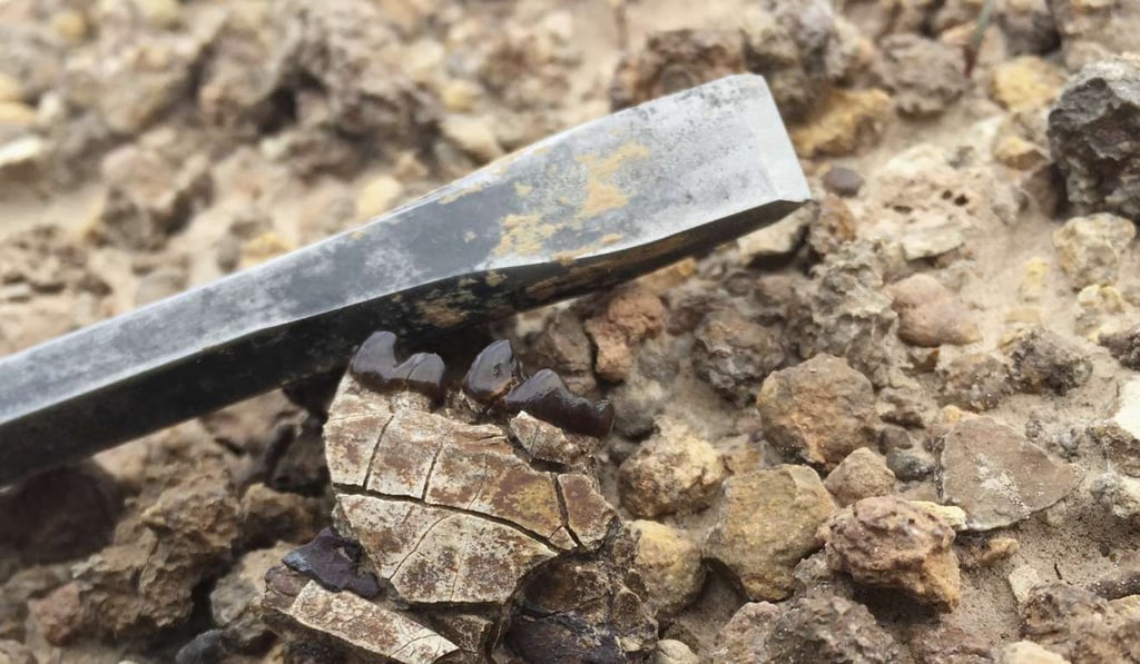 In this photo provided by Abigail D'Ambrosia Carroll, a jaw fragment of an Arenahippus - a prehistoric horse-like mammal - as discovered in field. Global warming often leads to global shrinking for mammals, like us, a new study suggests. Photo: AP