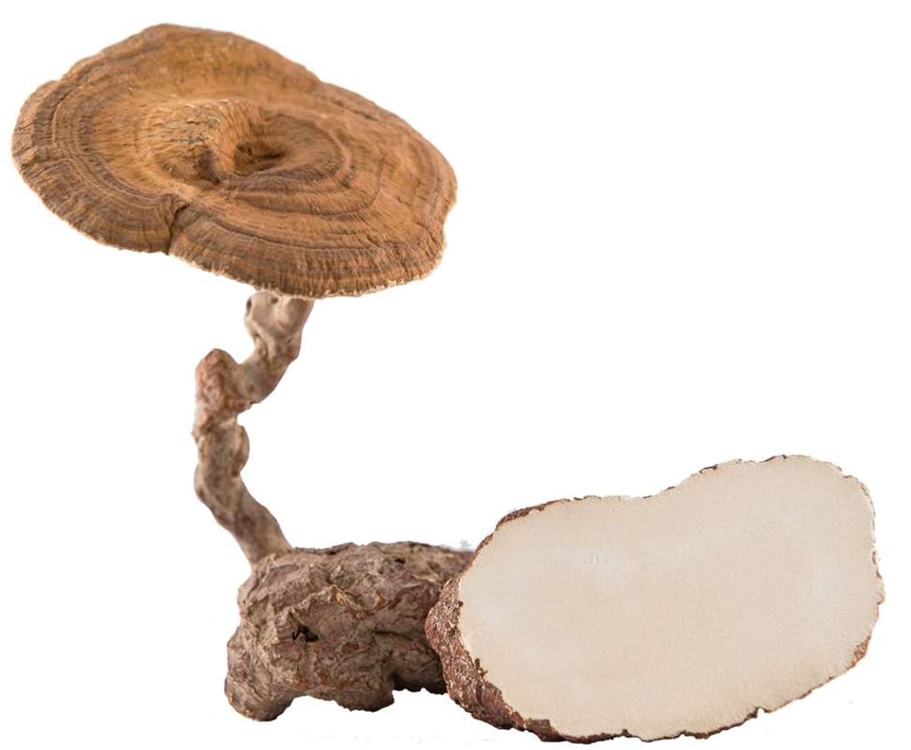 Tiger milk mushroom