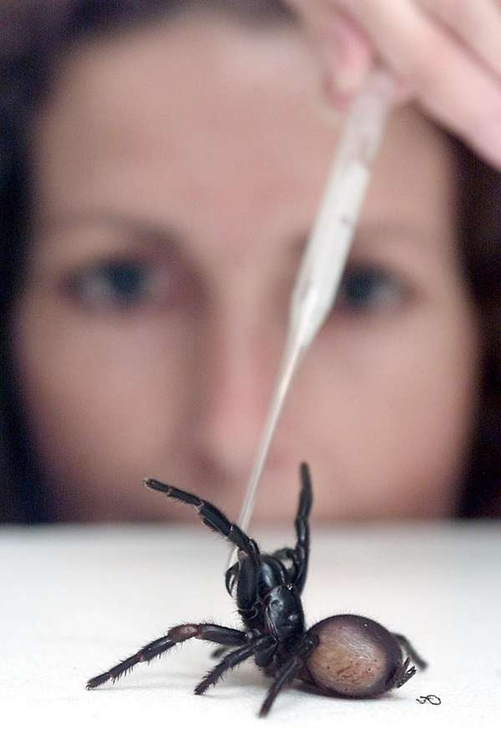 A researcher milking the venom from a deadly funnel-web spider. Photo: AFP