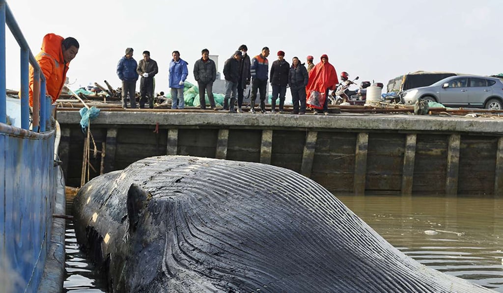 Fishermen found the carcass in Hangzhou Bay. Photo: Handout