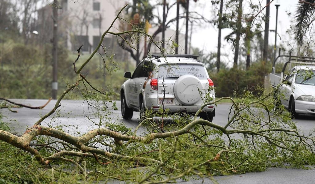 A fallen tree at Airlie Beach in Queensland, close to where Cyclone Debbie made landfall on Tuesday. Photo: EPA