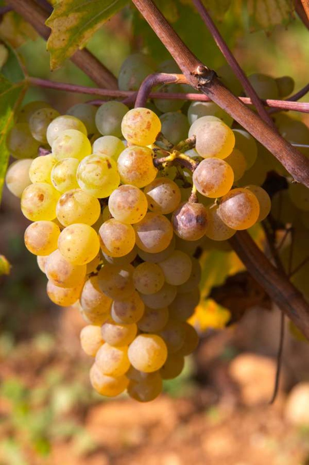 Whites from Cote de Beaune are among Heller’s seven must-have wines. Photo: Alamy Whites from Cote de Beaune are among Heller’s seven must-have wines. Photo: Alamy