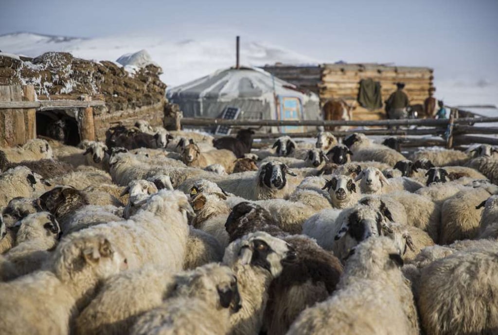 A livestock enclosure in a dzud-affected area of Darkhad Valley, Khövsgöl province, Mongolia, last month.