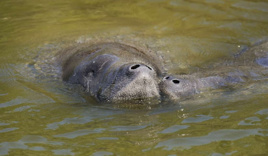 A pair of manatees near Nasa’s Kennedy Space Centre in Cape Canaveral, Florida. Photo: AFP