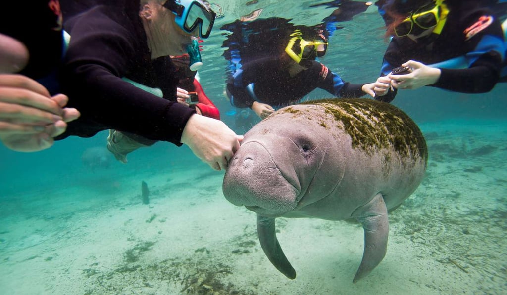 Snorkelers interact with a young Florida manatee in Crystal River, Florida. Photo: Reuters
