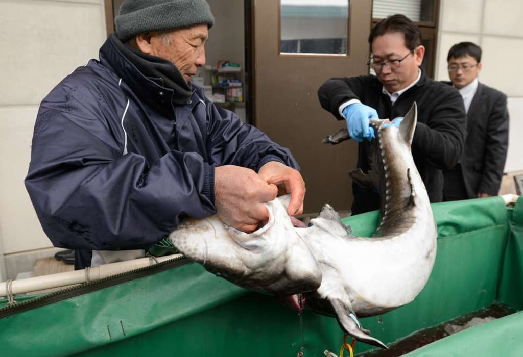 Motoo Sakamoto, CEO of Japan Caviar and sturgeon farmer Fumio Hamanaka (left) unloads a sturgeon from a truck at Miyazaki Prefectural Fisheries Research Institute caviar plant in Kobayashi City, Miyazaki Prefecture, Japan. Photo: Akio Kon/Bloomberg Motoo Sakamoto, CEO of Japan Caviar and sturgeon farmer Fumio Hamanaka (left) unloads a sturgeon from a truck at Miyazaki Prefectural Fisheries Research Institute caviar plant in Kobayashi City, Miyazaki Prefecture, Japan. Photo: Akio Kon/Bloomberg