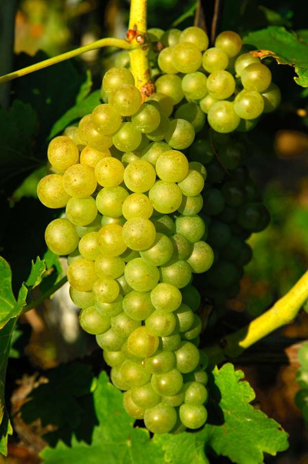 Chasselas grapes in the La Côte region. Picture: Alamy