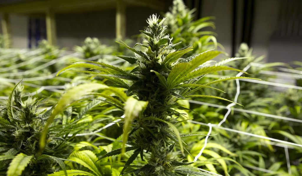 Marijuna being grown in Denver. Photo: AP Marijuna being grown in Denver. Photo: AP