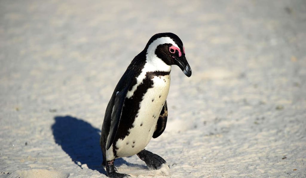 An African penguin, also known as Black-footed Penguin, at Table Mountain National Park. Picture: AFP