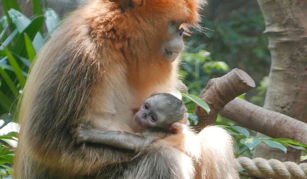The new arrival is the offspring of male Qi Qi and female Le Le (pictured). Photo: Handout