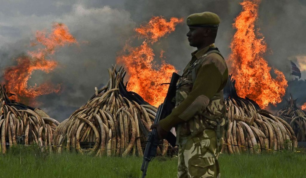 A Kenya Wildlife Services ranger stands guard at a burning stockpile of illegal elephant tusks, ivory figurines and rhinoceros horns at the Nairobi National Park on April 30 last year. The world's biggest ivory bonfire came as Kenyan President Uhuru Kenyatta demanded a total ban on trade in tusks and horns to end “murderous” trafficking and prevent the extinction of elephants in the wild. Photo: AFP