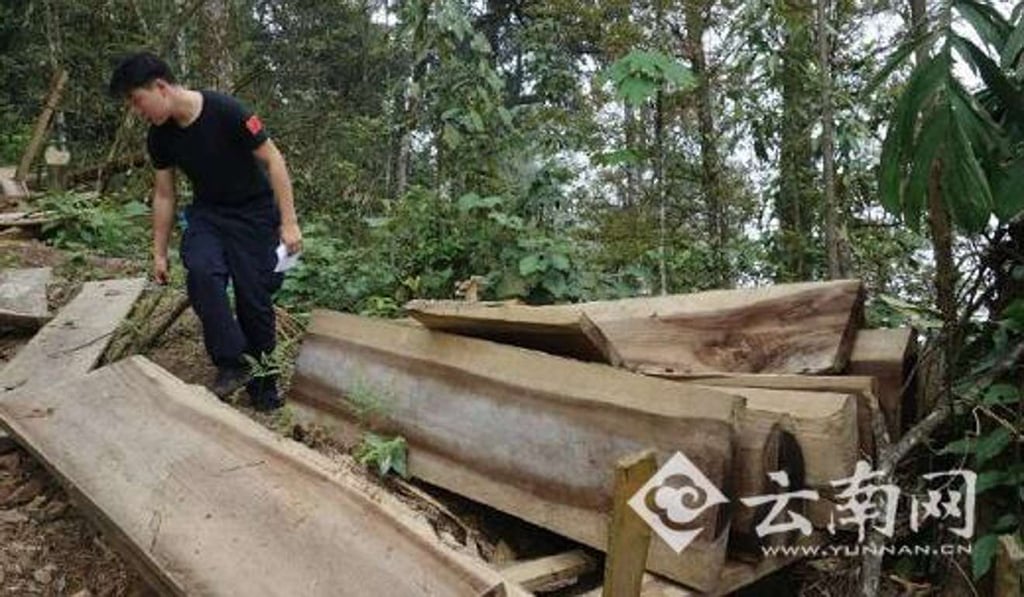 Some of the wood had been cut into planks. Photo: Handout