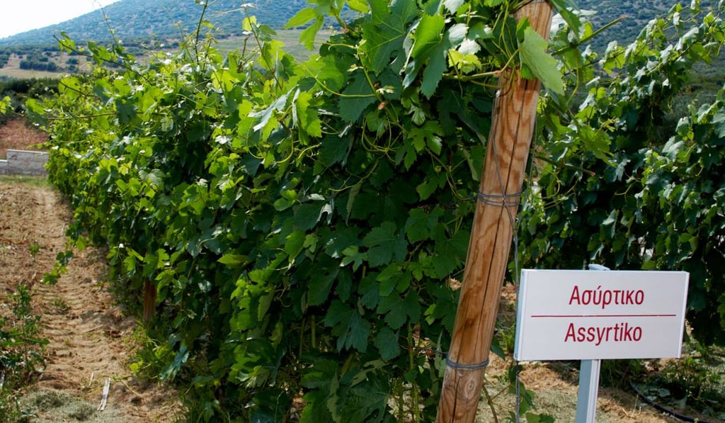 Assyrtiko vines