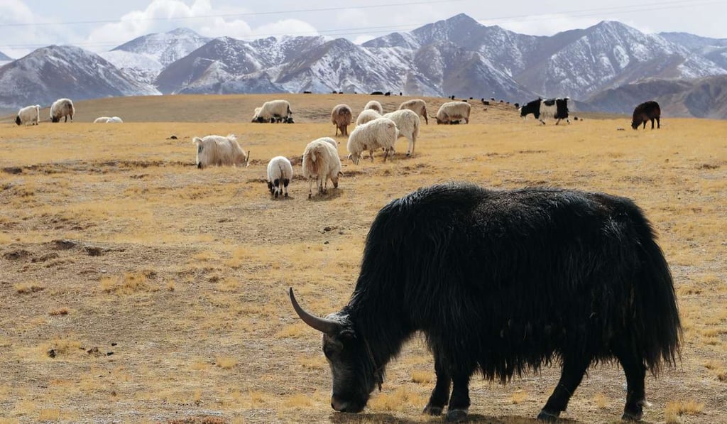 Yak and sheep graze on the Tibetan plateau in Qinghai province. Photo: AFP