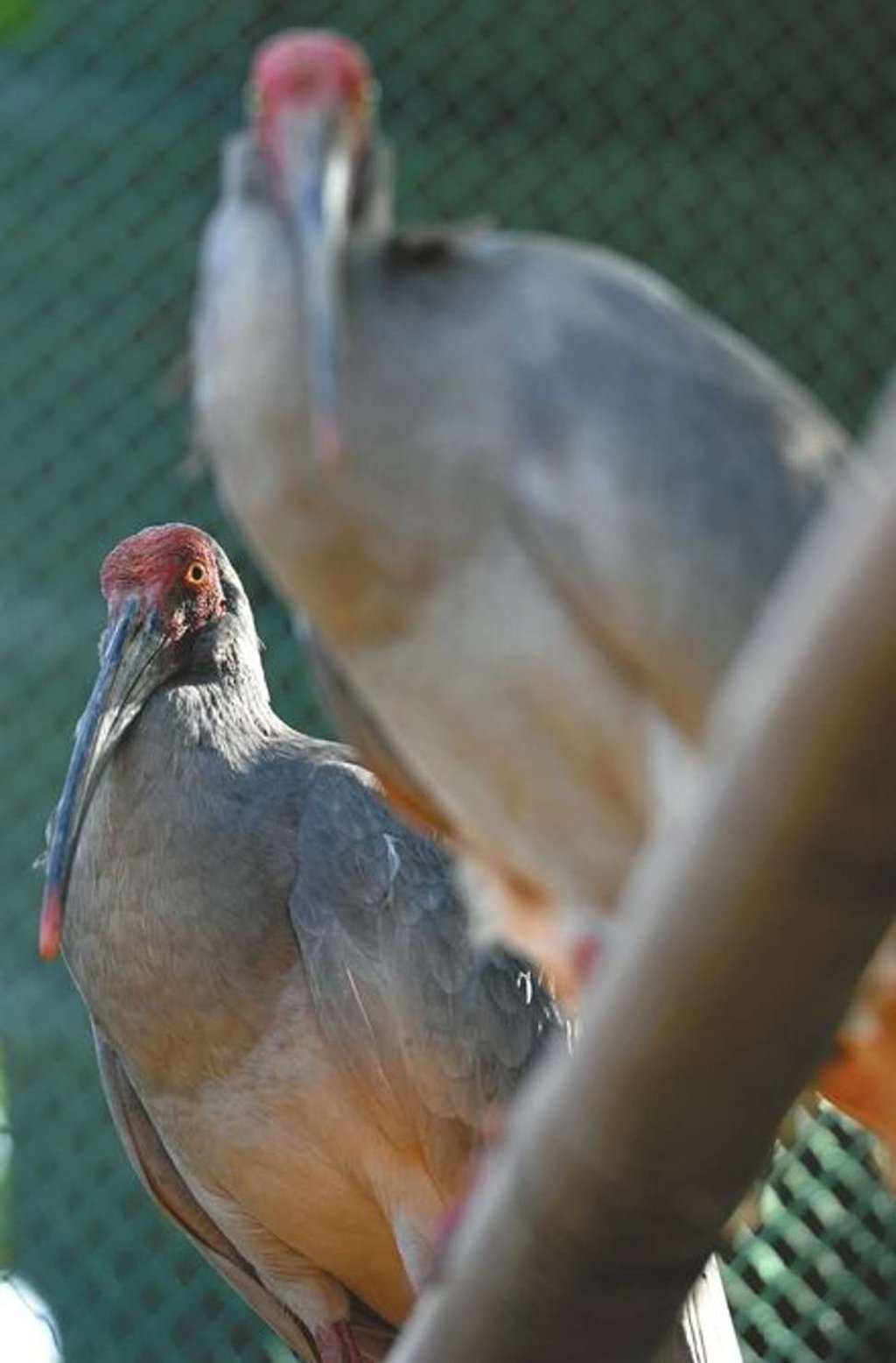 Adult crested ibis. Photo: Handout