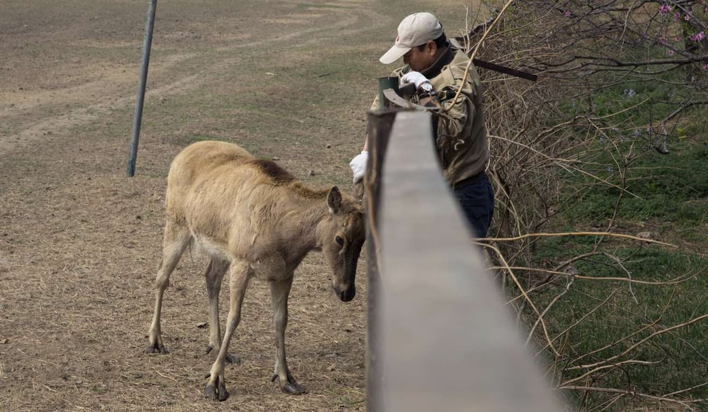 A keeper rubs the ear of Xiao Bao, a Milu deer used to human contact after her mother abandoned her as a baby at the Beijing research centre. Photo: Associated Press
