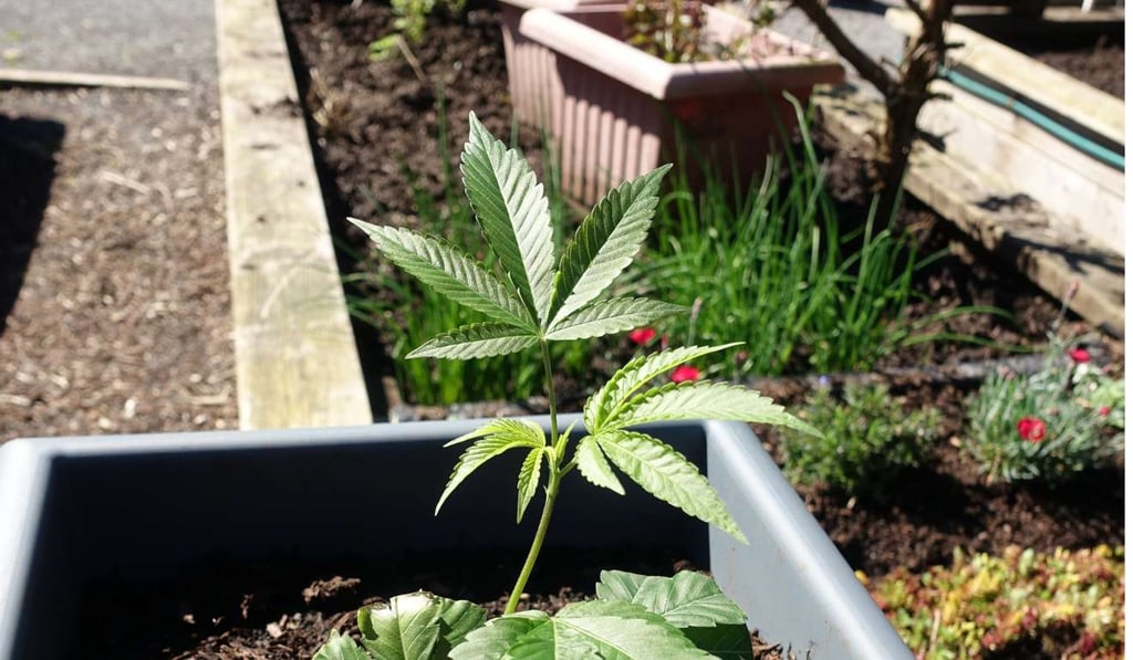 Cannabis plants are seen at the Vancouver City Hall community garden, in British Columbia, Canada, on Monday April 24. Photo: Ian Young