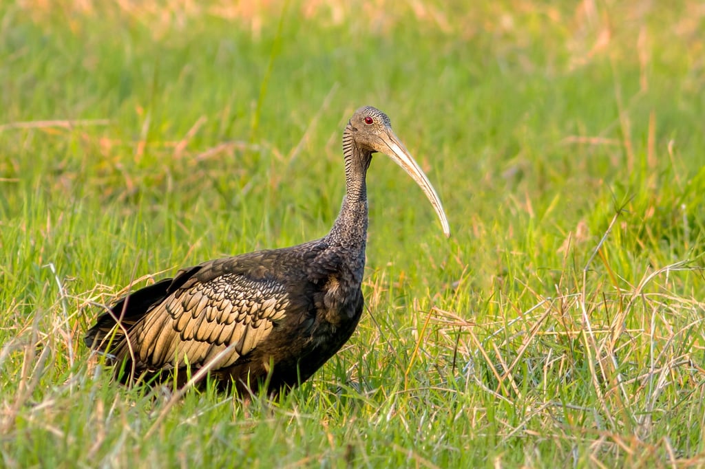 A giant ibis. Photo: Sam Veasna Conservation Tours A giant ibis. Photo: Sam Veasna Conservation Tours