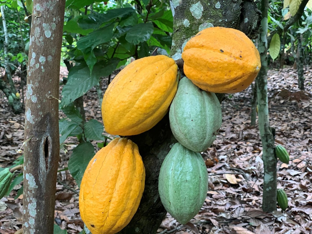 Cocoa pods are seen at a cocoa farm in Azaguie, Ivory Coast. Photo: Reuters