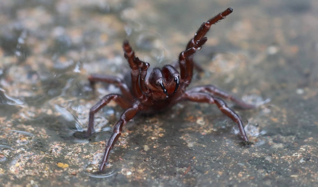 The deadly funnel-web spider is endemic to the Sydney region. Photo: The Australian Reptile Park/AFP The deadly funnel-web spider is endemic to the Sydney region. Photo: The Australian Reptile Park/AFP