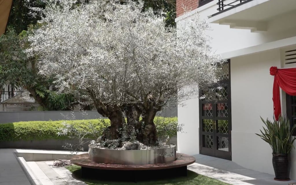 The olive tree was shipped all the way from Italy. Photo: SCMP Video The olive tree was shipped all the way from Italy. Photo: SCMP Video