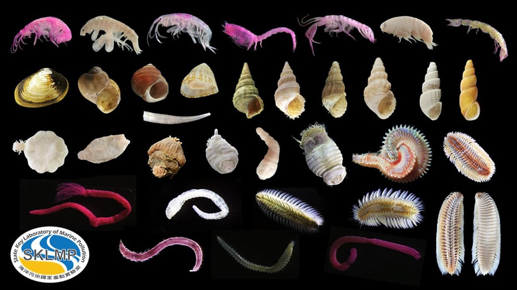 Organisms that live on the sea floor in Hong Kong waters including worms and shellfish. Photo: City University Organisms that live on the sea floor in Hong Kong waters including worms and shellfish. Photo: City University