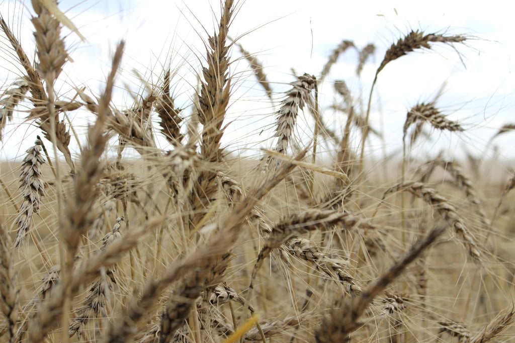 A wheat field near Moree, Australia. The crop is in high demand after prices of other feed raw materials, such as corn and soybeans, soared. Photo: Reuters A wheat field near Moree, Australia. The crop is in high demand after prices of other feed raw materials, such as corn and soybeans, soared. Photo: Reuters