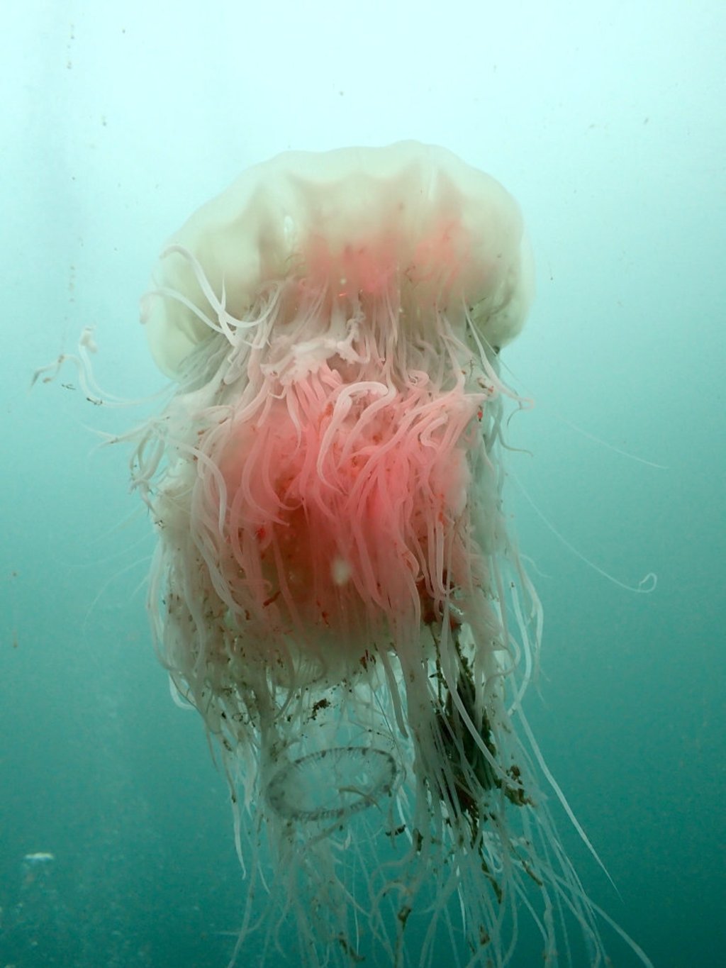 This photo of a Cyanea nozakii jellyfish was uploaded to the Hong Kong Jellyfish Project website. Photo: Josy Lai This photo of a Cyanea nozakii jellyfish was uploaded to the Hong Kong Jellyfish Project website. Photo: Josy Lai